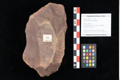 Foto (Objekt + Etikett) von Rhytisma pythii Ettingshausen (NHMW-GEO-2024-0188-0077)